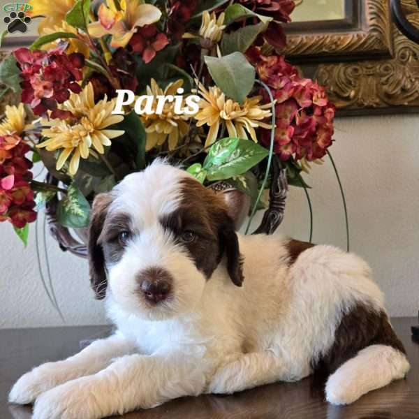 Paris, Saint Berdoodle Puppy